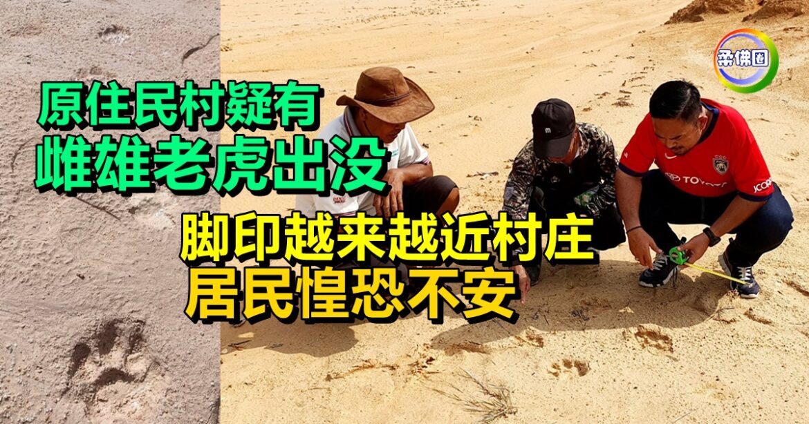 原住民村疑有雌雄老虎出没  脚印越来越近村庄  居民惶恐不安