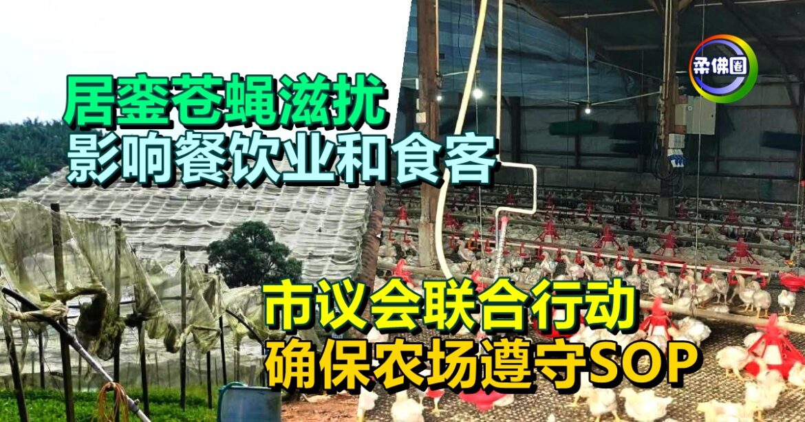 居銮苍蝇滋扰  影响餐饮业和食客  市议会联合行动  确保农场作业遵守SOP