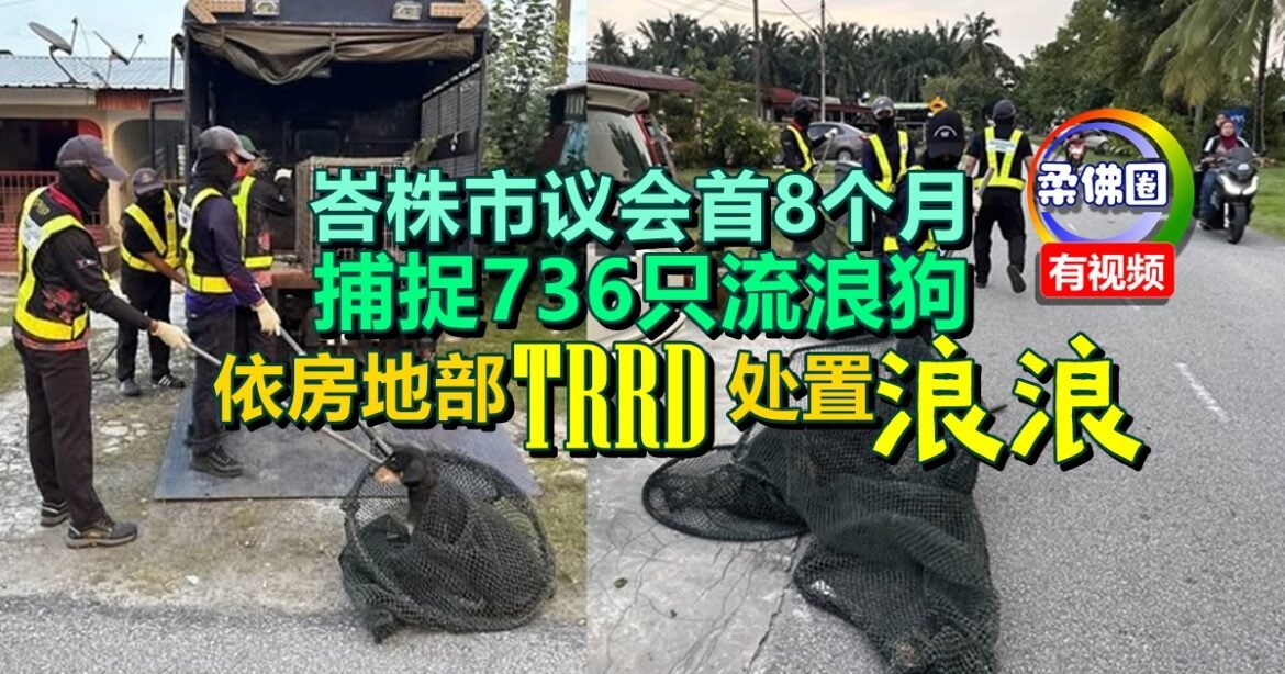 峇株市议会首8个月  捕捉736只流浪狗  依房地部“TRRD”模式处置浪浪