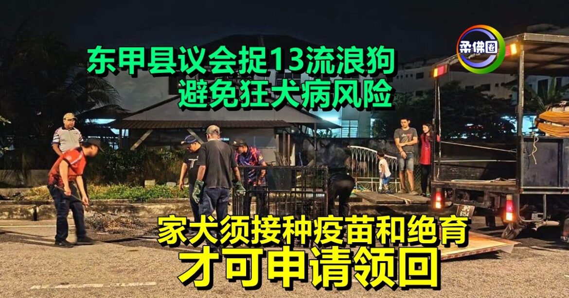 东甲县议会捉13流浪狗  避免狂犬病风险  家犬须接种疫苗和绝育  才可申请领回