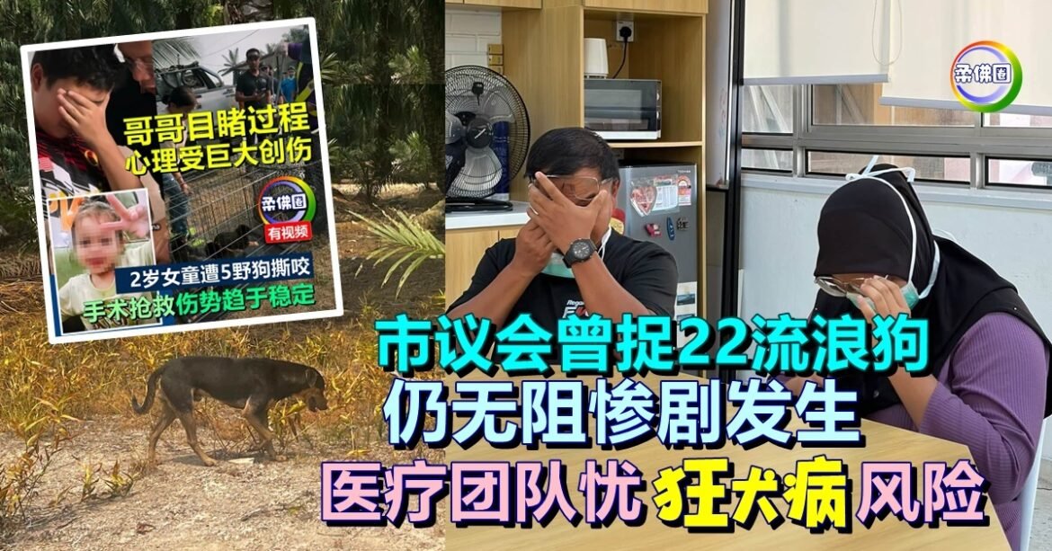女童遭5野狗撕咬｜市议会曾捉22流浪狗  仍无阻惨剧发生  医疗团队忧狂犬病风险