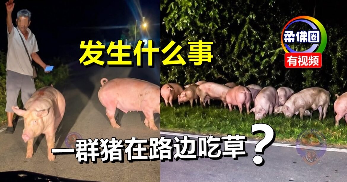载猪罗厘翻覆  十多只猪“好听话”   路边等主人处置
