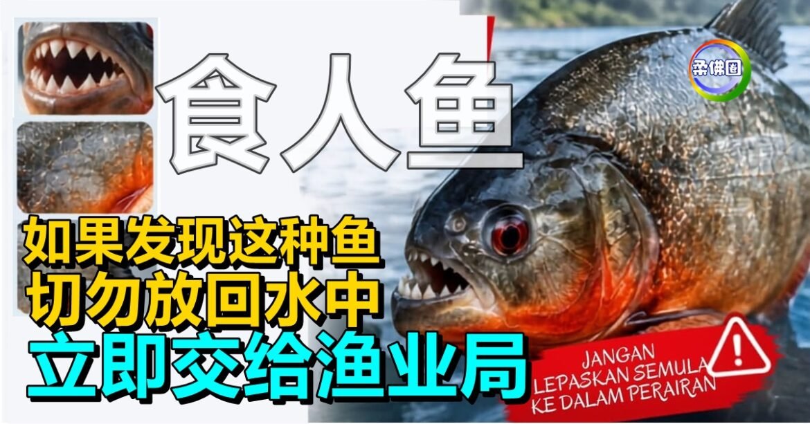 如果发现这种鱼  切勿放回水中  立即交给渔业局