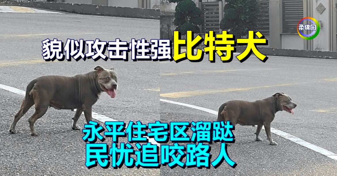 貌似攻击性强“比特犬”  永平住宅区溜跶   民忧追咬路人