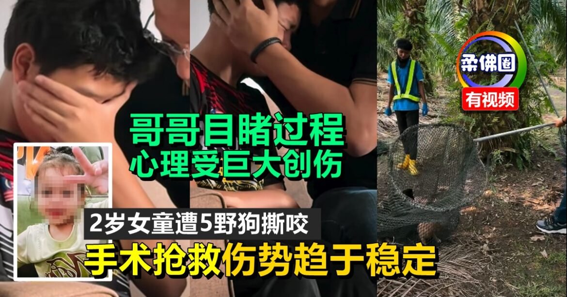 2岁女童遭5野狗撕咬  手术抢救伤势趋于稳定  哥哥目睹过程  心理受巨大创伤