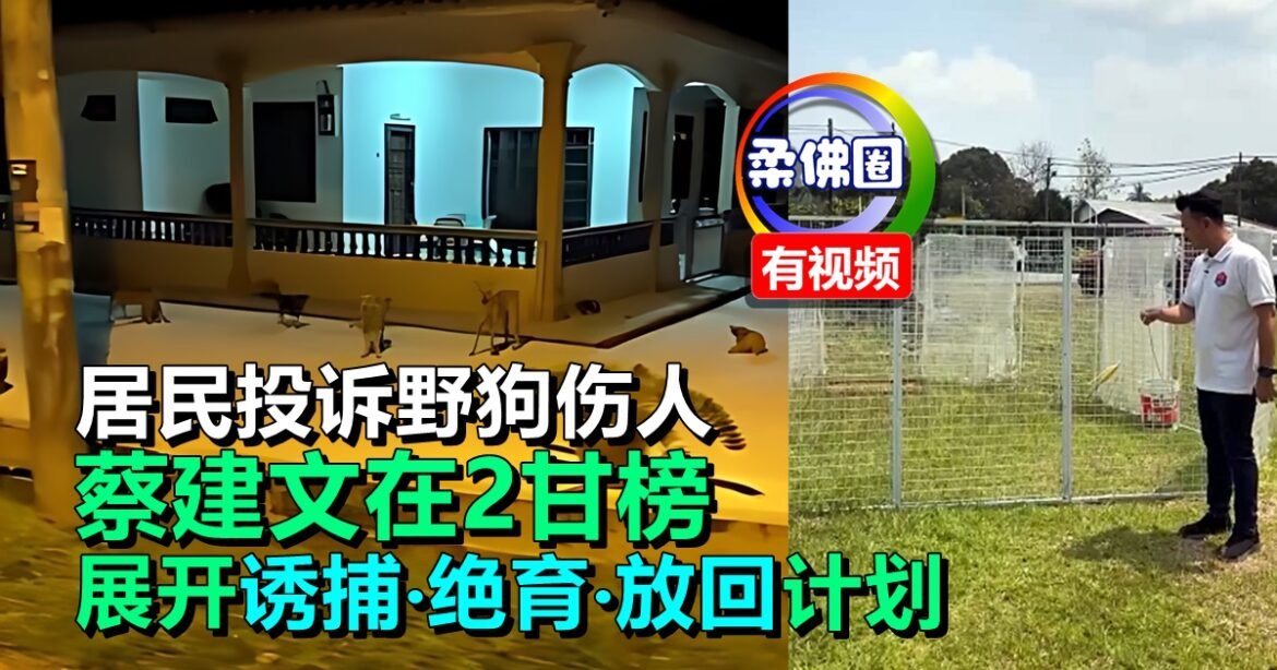 居民投诉野狗伤人  蔡建文在2甘榜展开  诱捕‧绝育‧放回计划