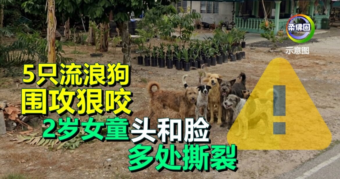 5只流浪狗围攻狠咬  2岁女童头和脸部  多处撕裂