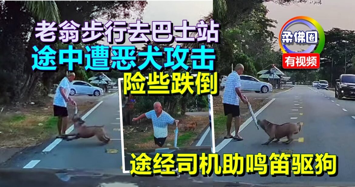 老翁步行去巴士站  途中遭恶犬攻击  险些跌倒  途经司机助鸣笛驱狗