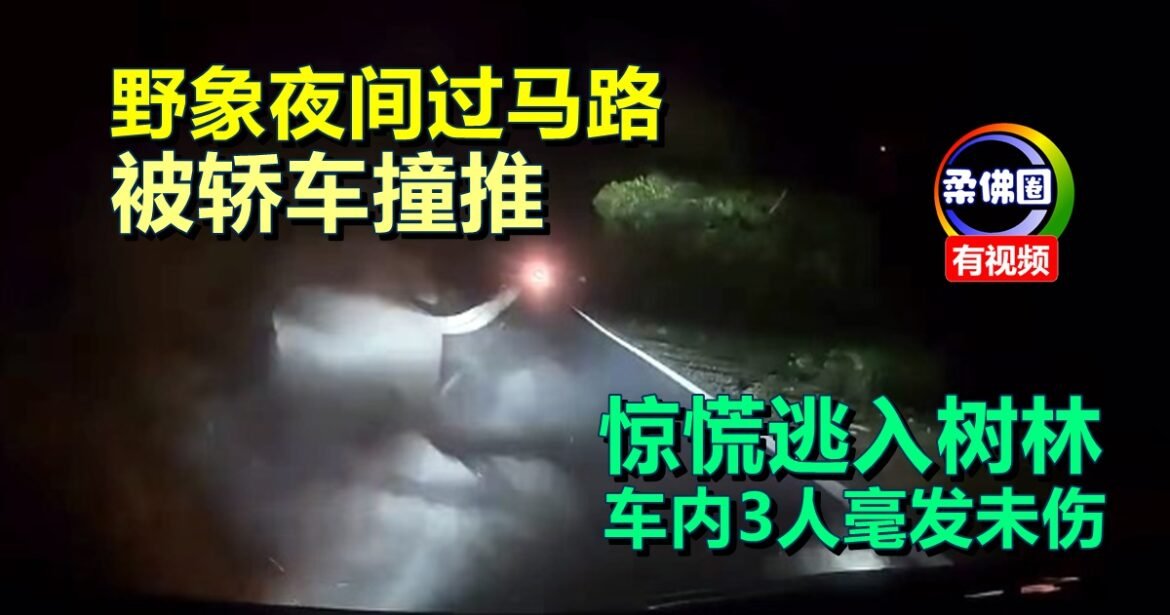 野象夜间过马路  被轿车撞推  惊慌逃入树林  车内3人毫发未伤