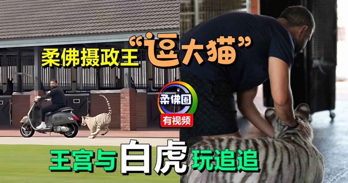 柔佛摄政王“逗大猫”   王宫与白虎玩追追