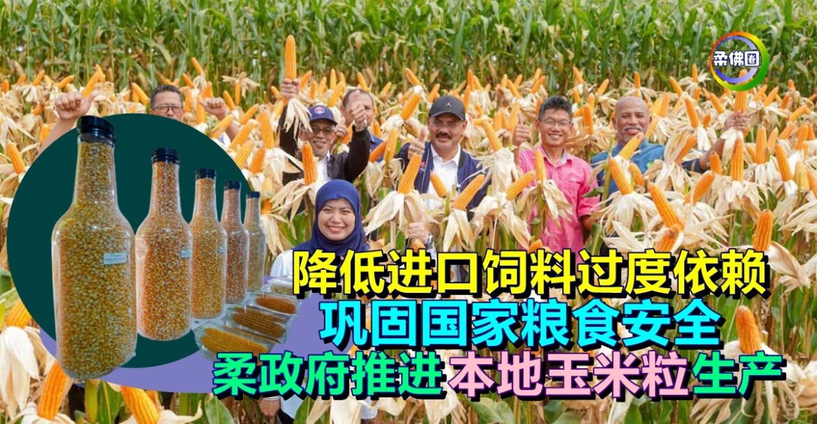 降低进口饲料过度依赖  巩固国家粮食安全  柔政府全力推进本地玉米粒生产