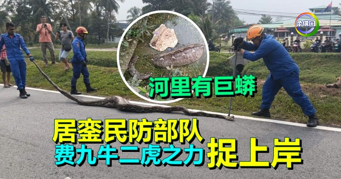 河里有80公斤巨蟒  居銮民防部队  费九牛二虎之力捉上岸