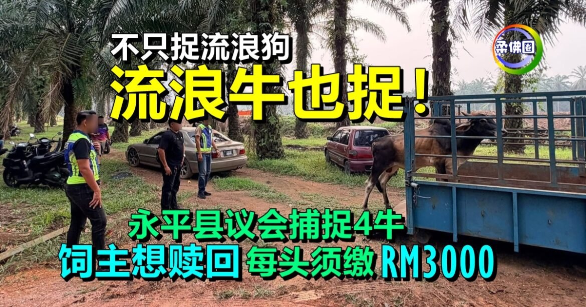 不只捉流浪狗  流浪牛也捉！永平县议会捕捉4牛  饲主想赎回  每头须缴RM3000