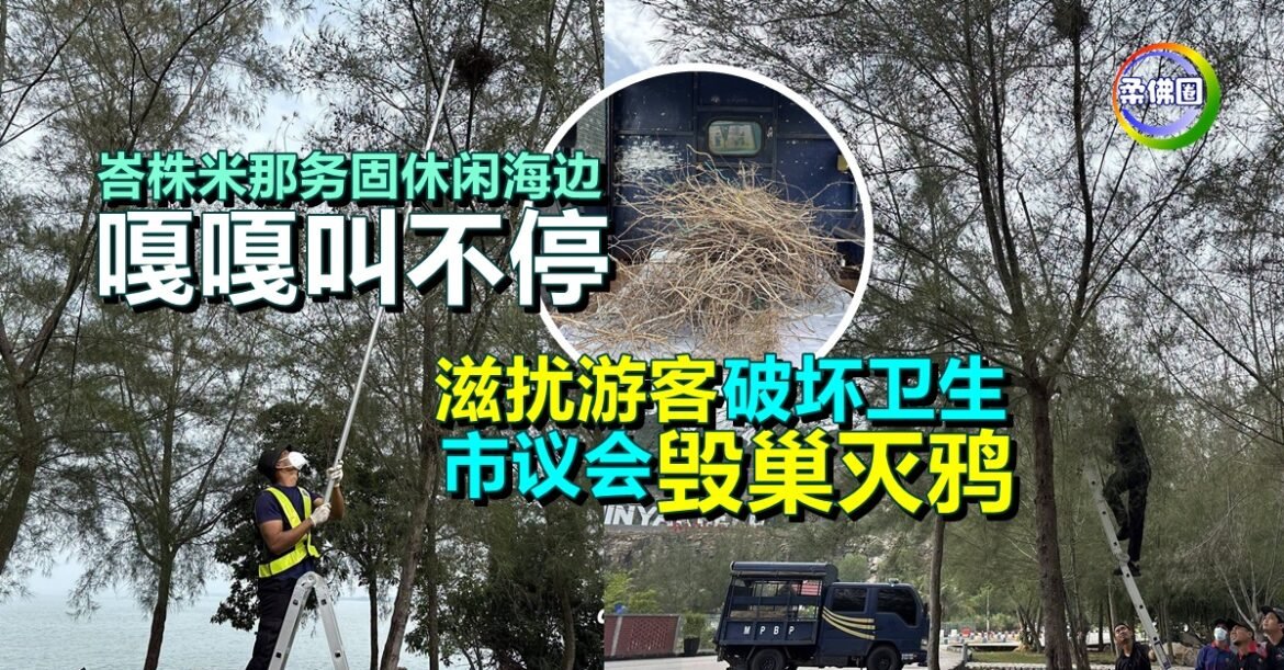 峇株米那务固休闲海边  嘎嘎叫不停  滋扰游客破坏卫生  市议会毁巢灭鸦