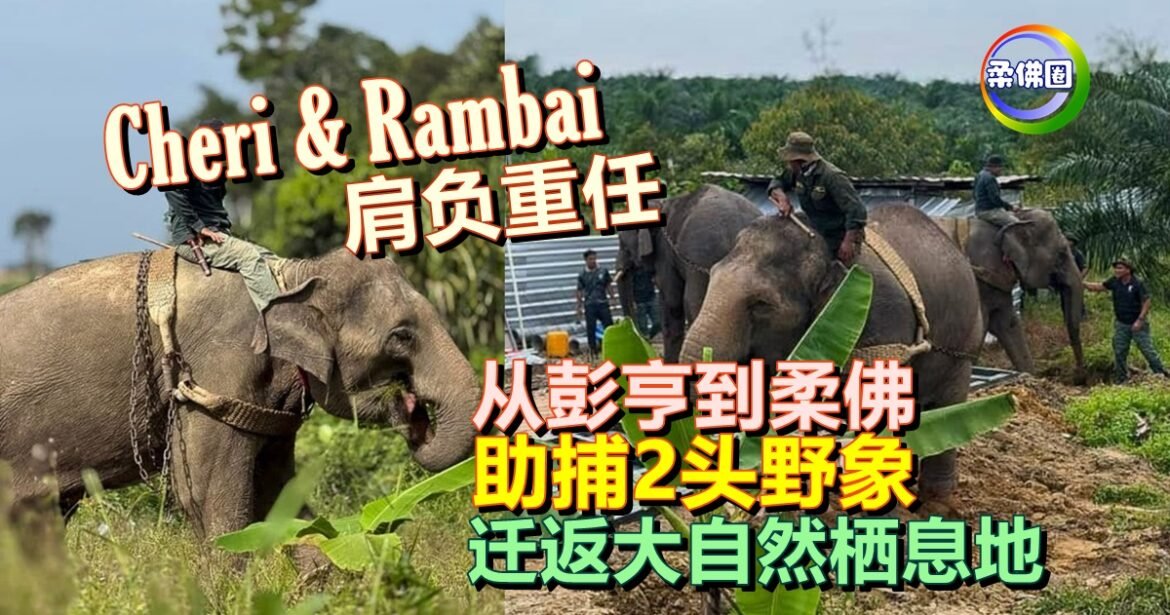 Cheri和Rambai肩负重任  从彭亨到柔佛  助捕2头野象 迁返大自然栖息地