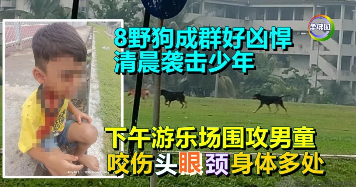 8野狗成群好凶悍  清晨袭击少年  下午游乐场围攻男童  咬伤头眼颈身体多处