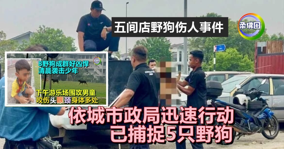 五间店野狗伤人事件  依城市政局迅速行动   已捕捉5只野狗