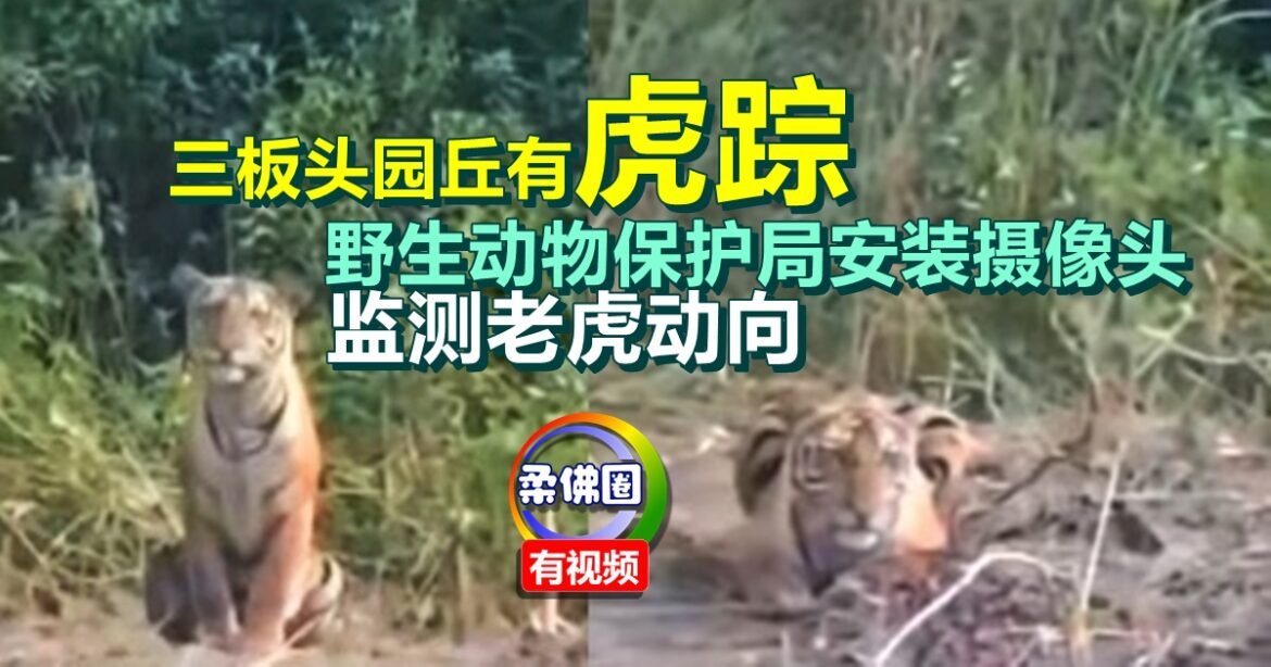 三板头园丘有虎踪  野生动物保护局安装摄像头  监测老虎的动向