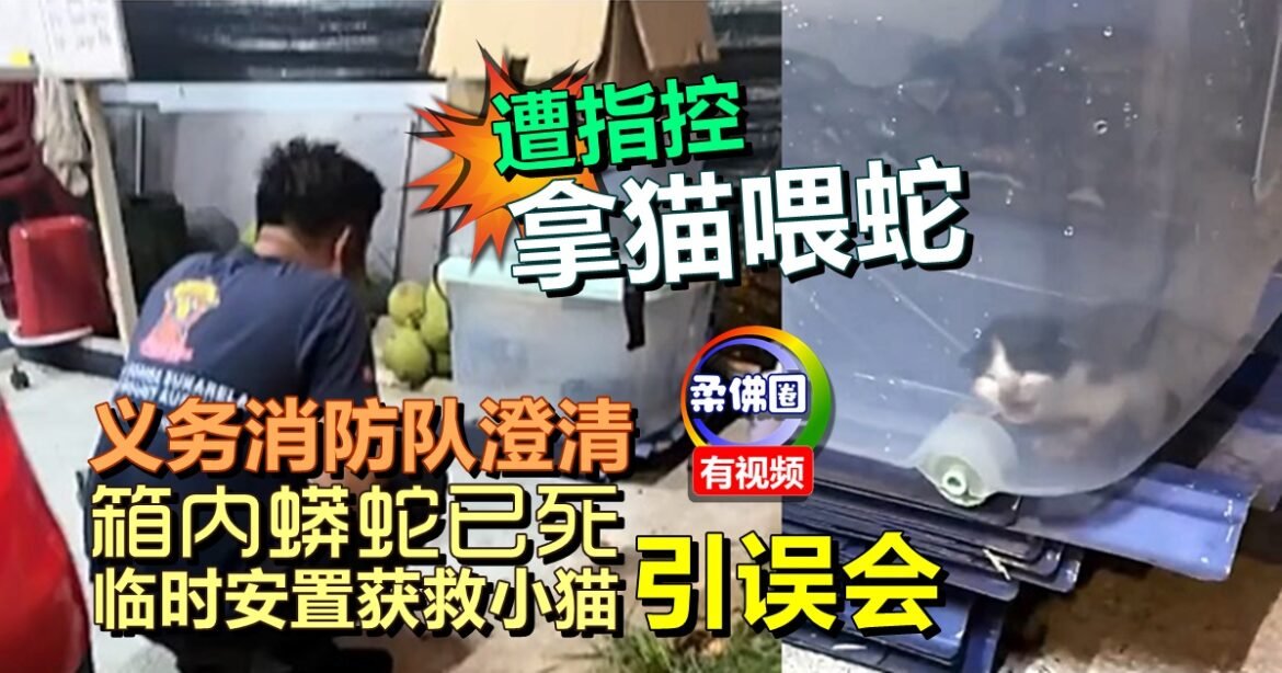 民怒斥“拿猫喂蛇”  义务消防队澄清  箱内蟒蛇已死  临时安置获救小猫引误会